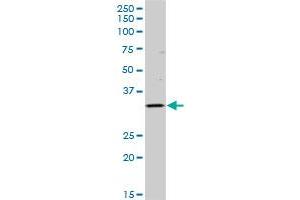 HLA-DOB MaxPab polyclonal antibody. (HLA-DOB antibody  (AA 1-273))