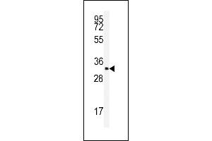 Western blot analysis of anti-SFRS2 Antibody (N-term) (ABIN389301 and ABIN2839420) in K562 cell line lysates (35 μg/lane). (SRSF2 antibody  (N-Term))