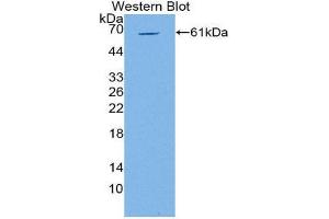 Western Blotting (WB) image for anti-POU Domain, Class 2, Transcription Factor 1 (POU2F1) (AA 128-391) antibody (ABIN2117055) (POU2F1 antibody  (AA 128-391))