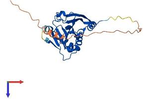EIF4E1B Protein (AA 1-242) (His tag)