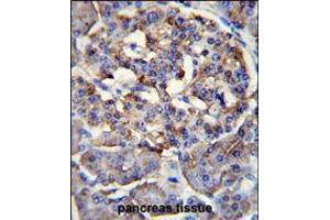 LRRC68 Antibody immunohistochemistry analysis in formalin fixed and paraffin embedded human pancreas tissue followed by peroxidase conjugation of the secondary antibody and DAB staining. (PPP1R37 antibody  (N-Term))