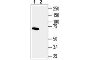 Western blot analysis human SH-SY5Y neuroblastoma cell line lysate: - 1. (Synapsin III antibody  (C-Term, Extracellular))
