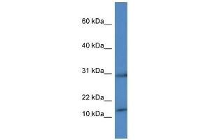 Western Blot showing HIST1H2AH antibody used at a concentration of 1 ug/ml against THP-1 Cell Lysate (HIST1H2AH antibody  (C-Term))