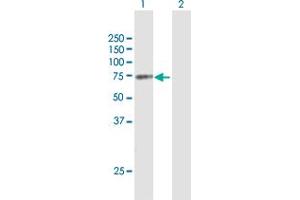 Western Blot analysis of MGRN1 expression in transfected 293T cell line by MGRN1 MaxPab polyclonal antibody. (Mahogunin RING Finger Protein 1 antibody  (AA 1-576))