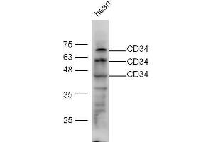 Mouse heart lysate probed with Anti-CD34 Polyclonal Antibody, Unconjugated  at 1:5000 for 90 min at 37˚C. (CD34 antibody  (AA 210-260))