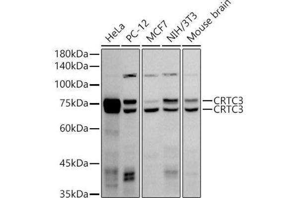 CRTC3 抗体