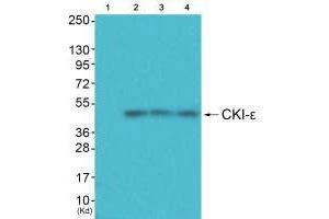 Western blot analysis of extracts from HuvEc cells (Lane 2), JK cells (Lane 3) and cos-7 cells (Lane 4), using CKI-ε antiobdy antiobdy. (CK1 epsilon antibody)