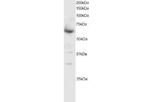 ABIN184619 staining (0. (SMAD4 antibody  (C-Term))