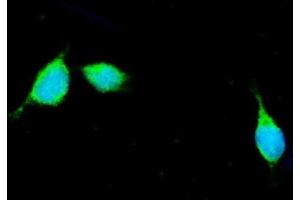 IF analysis of Apolipoprotein E/APOE using anti-Apolipoprotein E/APOE antibody (ABIN4886470).