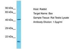 Image no. 1 for anti-BCL2-Associated X Protein (BAX) (AA 51-100) antibody (ABIN6750403) (BAX antibody  (AA 51-100))