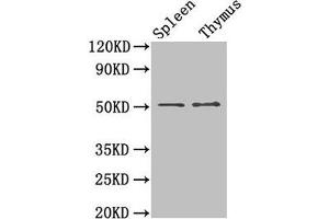 Western Blot Positive WB detected in: Mouse spleen tissue, Mouse thymus tissue All lanes: TUBB3 antibody at 1. (TUBB3 antibody  (AA 1-210))