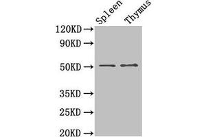 Western Blot Positive WB detected in: Mouse spleen tissue, Mouse thymus tissue All lanes: TUBB3 antibody at 1. (TUBB3 antibody  (AA 1-210))