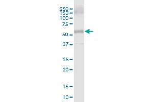 COL25A1 MaxPab polyclonal antibody. (COL25A1 antibody  (AA 1-496))