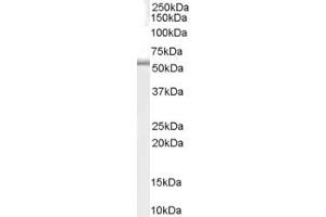 ABIN185596 (0. (TRAF1 antibody  (C-Term))