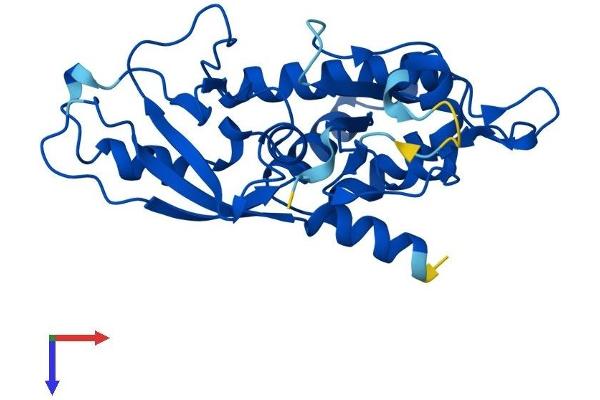 ATG5 Protein (AA 1-275) (His tag)