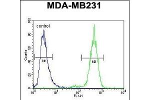 TTC16 Antibody (N-term) (ABIN654516 and ABIN2844240) flow cytometric analysis of MDA-M cells (right histogram) compared to a negative control cell (left histogram).