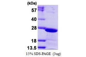 Image no. 1 for Chromobox Homolog 3 (CBX3) protein (His tag) (ABIN1098593) (CBX3 Protein (His tag))