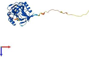 Metallo-beta-Lactamase Domain Containing 1 (MBLAC1) (AA 1-266) protein (His tag)