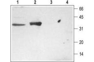 Western blot analysis of rat brain (lanes 1 and 3) and kidney (lanes 2 and 4) membranes: - 1,2. (STX3 antibody  (Cytosolic, N-Term))