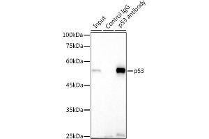 Immunoprecipitation (IP) image for anti-Tumor Protein P53 (TP53) antibody (ABIN7271080)