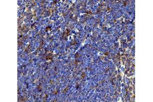 IHC analysis of BCMA/Tnfrsf17 using anti-BCMA/Tnfrsf17 antibody (ABIN7603163).
