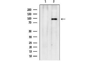 Western blot analysis of lysates from Mouse brain, using TTC7A Antibody.