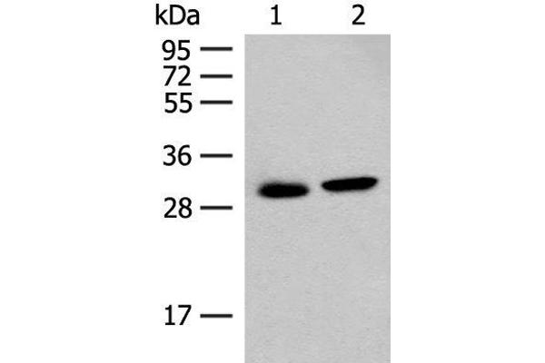 GLYAT antibody
