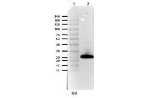 Western Blot Results using Streptavidin Peroxidase Conjugate and Goat Anti-GST Biotin Conjugate Antibodies.