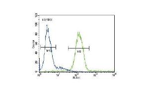 CP Antibody (Center) (ABIN391513 and ABIN2841474) flow cytometric analysis of HepG2 cells (right histogram) compared to a negative control cell (left histogram). (Ceruloplasmin antibody  (Center))