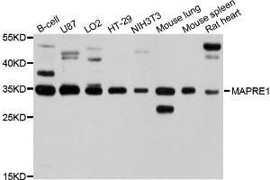 Western blot analysis of extracts of various cells, using MAPRE1 antibody. (ANKS1B antibody)