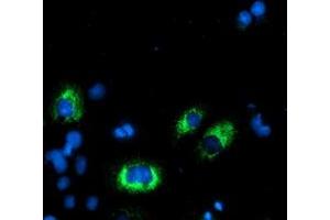 Anti-AGPAT5 mouse monoclonal antibody (ABIN2455450) immunofluorescent staining of COS7 cells transiently transfected by pCMV6-ENTRY AGPAT5 (RC210280). (AGPAT5 antibody)