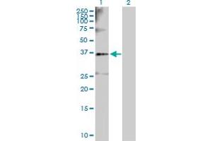 Western Blot analysis of SGOL1 expression in transfected 293T cell line by SGOL1 MaxPab polyclonal antibody. (Shugoshin antibody  (AA 1-292))