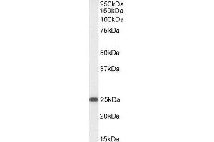 ABIN4902721 (0. (OAZ1 antibody)