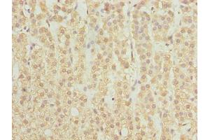 Immunohistochemistry of paraffin-embedded human adrenal gland tissue using ABIN7168896 at dilution of 1:100 (SPTLC2 antibody  (AA 88-562))