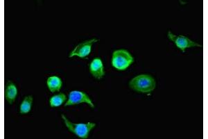 Immunofluorescent analysis of A549 cells using ABIN7167749 at dilution of 1:100 and Alexa Fluor 488-congugated AffiniPure Goat Anti-Rabbit IgG(H+L) (RTN4RL1 antibody  (AA 201-420))