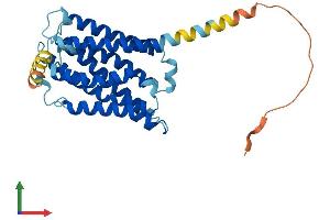 AlphaFold protein structure predicition of Human Recombinant ELOVL5 Protein, UniprotID Q9NYP7 (ELOVL5 Protein (AA 1-299) (His tag))