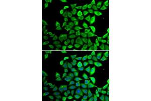 Immunofluorescence (IF) image for anti-Peptidylprolyl Isomerase D (PPID) (AA 161-370) antibody (ABIN6146025)