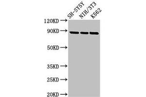 Western Blot Positive WB detected in: SH-SY5Y whole cell lysate, NIH/3T3 whole cell lysate, K562 whole cell lysate All lanes: NTRK1 antibody at 2.