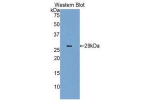 Western Blotting (WB) image for anti-Insulin-Like Growth Factor 2 Receptor (IGF2R) (AA 1148-1365) antibody (ABIN1859300)