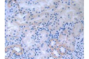 IHC-P analysis of Human Kidney tissue, with DAB staining. (CDCP1 antibody  (AA 689-836))