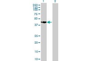 Western Blot analysis of SSBP4 expression in transfected 293T cell line by SSBP4 MaxPab polyclonal antibody.