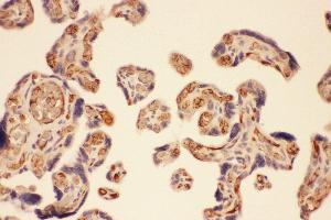Anti-MMP7 Picoband antibody,  IHC(P): Human Placenta Tissue (MMP7 antibody  (AA 1-267))