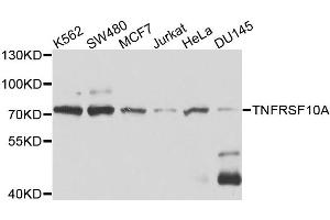 Western blot analysis of extracts of various cell lines, using TNFRSF10A antibody. (TNFRSF10A antibody)