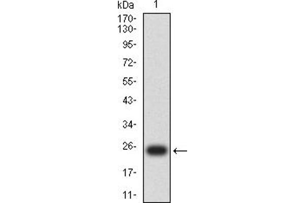 MLH1 antibody  (AA 381-483)