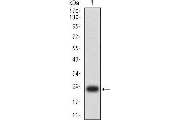 MLH1 anticorps  (AA 381-483)