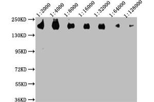 Western Blotting (WB) image for anti-Protein tyrosine Phosphatase, Receptor Type, C (PTPRC) (AA 24-575) antibody (ABIN7167502)