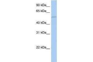 WB Suggested Anti-ALG1 Antibody Titration:  0. (ALG1 antibody  (N-Term))
