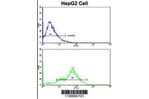 Flow cytometric analysis of HepG2 cells using CEACAM Antibody (N-term)(bottom histogram) compared to a negative control cell (top histogram). (CEACAM5 antibody  (N-Term))
