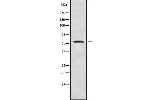 Western blot analysis SYT10 using COS7 whole cell lysates (SYT10 antibody)