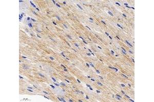 Immunohistochemistry analysis of paraffin-embedded mouse heart using,Arg2 (ABIN7073115) at dilution of 1: 600 (ARG2 antibody)